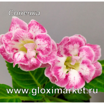 Глоксиния Сонечка ( клубень 1,5 см )